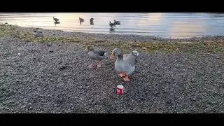 KESWICK. Do Geese like tea? I put my cup down to take a photo and this happened. Keswick England.