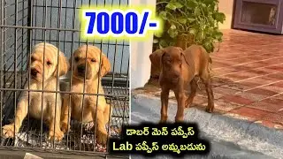 Lab and Doberman puppies for sale in telugu/99633 17193 /aj pets