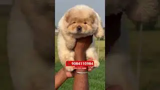 Chow chow sale in low price