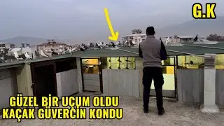 GÜZEL BİR UÇUM OLDU KAÇAK GÜVERCİN KONDU BİR SÜRÜ KAÇAK VAR KUŞUN İÇİNDE .