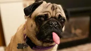 Adorable Pug Tests Positive for COVID-19