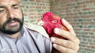 Aseel murgay Noorpurthal k