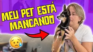 Quais os sintomas e o que é a DISCOPATIA EM CÃES | Hérnia de Disco