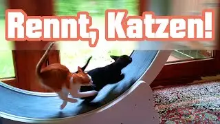 😼🏃‍➡️Schluss mit dem Rumliegen: Die Katzen sollen rennen! #katzenlaufrad