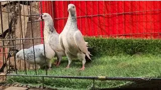 400 starting high flyer for sale....🕊️🕊️🕊️🕊️