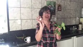 COMO ACABAR COM  OXIRUS E OUTROS VERMES INTESTINAIS.REMEDIO NATURAL