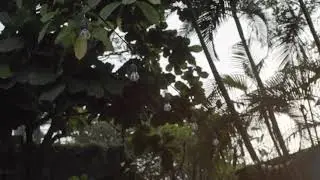 RASHA BAND TEMBOK PUNYA TELINGA