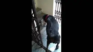 Food command for dog after 1 year change