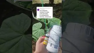 Am Turbo Root si Albit, cum procedez la castravetii de toamna? #castravetitoamna #turboroot #albit
