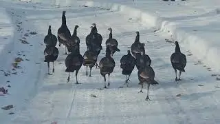 Turkey trot