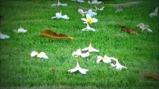 شاه بقا سروده جناب ورقای شهید بمناسبت عید رضوان