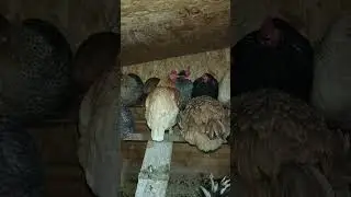 kury tracą pi&oacute;ra? 5 najczęstszych powod&oacute;w
