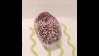 Hedgehog bathtime😂