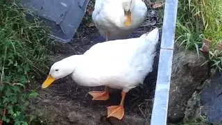 happy duck day 11/24