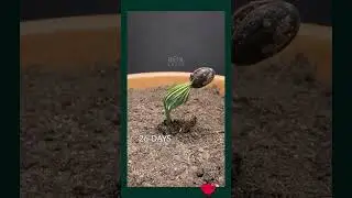 Watch the Magic of Growth #GardeningTherapy #shorts  #nature