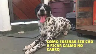 COMO ENSINAR SEU CÃO A FICAR CALMO DENTRO DO CARRO.