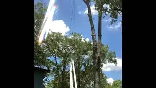 BUCKET TRUCK SWEET GUM REMOVAL / TIME LAPSE/Roger Waldman/.  TREE LIFE 1 LLC./TREE SERVICE / 6-10-22