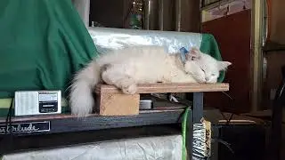 sleep well luna 🎶 