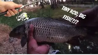Can I catch FISH with this TINY PEN ROD!? | Hunt For The 60cm Carp, Episode 1