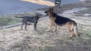 Dog fight!!! Pit bull vs German shepherd