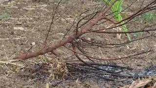 Grey francolin கௌதாரி