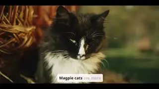 Magpie Cat Lifespan: How Long Do These Beautiful Cats Live?