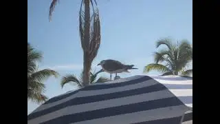 Laughing gull laughing, something's very funny