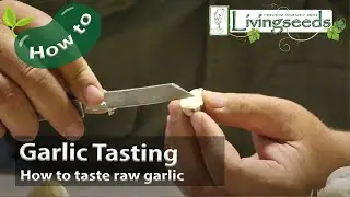 Garlic Tasting - How to taste raw garlic