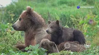 Meet Every Bear on Earth and Where to Find them