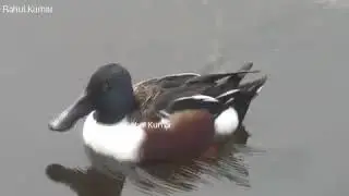 Northern Shoveller : Pawapuri