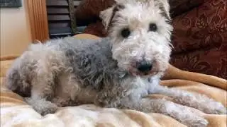 THE RESCUE OF PEPPER - A NEGLECTED WIRE FOX TERRIER