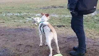 Lauern bei Hundebegegnung, kein Spiel!