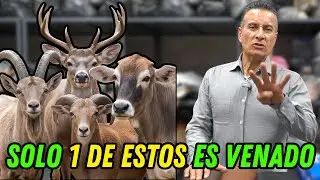 As&iacute; te enga&ntilde;an con la piel de venado 😱 Comparamos la aut&eacute;ntica vs imitaciones 🦌