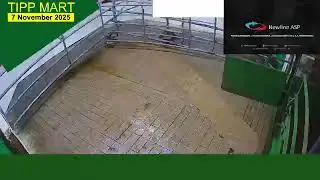 TIPPERARY TOWN MART,  7 Nov 2025 cattle