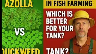 Azolla vs Duckweed in Fish Tanks: Feed or Water Quality? Fish farmers keep asking me this: