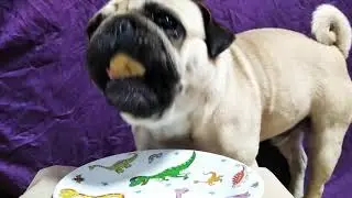 🐾АСМР мопс нюхает и кушает🐾