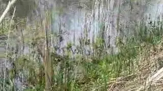 Water vole release in May 2008