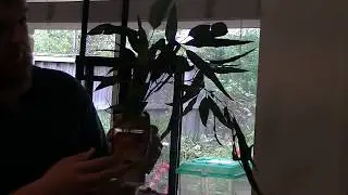 Leaf insect enclosure tutorial