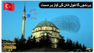 Birds Flying over mosque | Turkey Flying Viral video