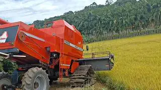 COLHEITA 2025 DO ARROZ 🌾 - GURIZADA DO GRÃO