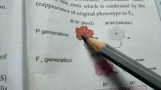 Botany classical genetics   incomplete dominance 