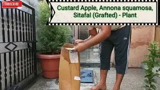 NURSERY LIVE SUGER APPLE (AIRLAYERING)  PLANT AND ARABIAN JASMINE PLANT UNBOXING #nurserylive #live