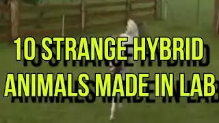 10 Strange Hybrid Animals Made By Scientists In Lab