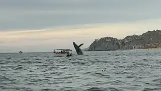 Epic Whale Watching in Cabo