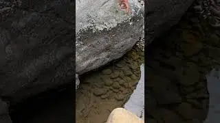 MANCING CHANNA BOGO DI BAWAH BATU