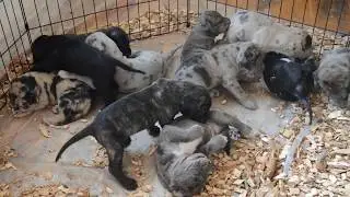 DESIGNER MASTIFFS NEWLY ADF RECOGNIZED AMERICAN DA PRESA MERDIONALE PUPPIES | RARE DOGS