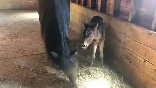 Rare and Endangered Newfoundland Pony Born at Family Farm
