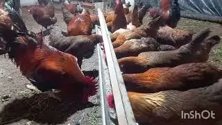 الاخوان هاكيفاش تقداو من عند المربين 