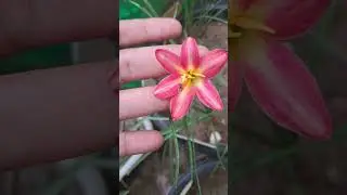 Zephyranthes Gallery love #rainlilyflower #portulaca #mali #bee #pollinator