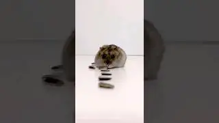 Dwarf hamster vs Syrian hamster 😄🐹 #funnyhamsters #pets